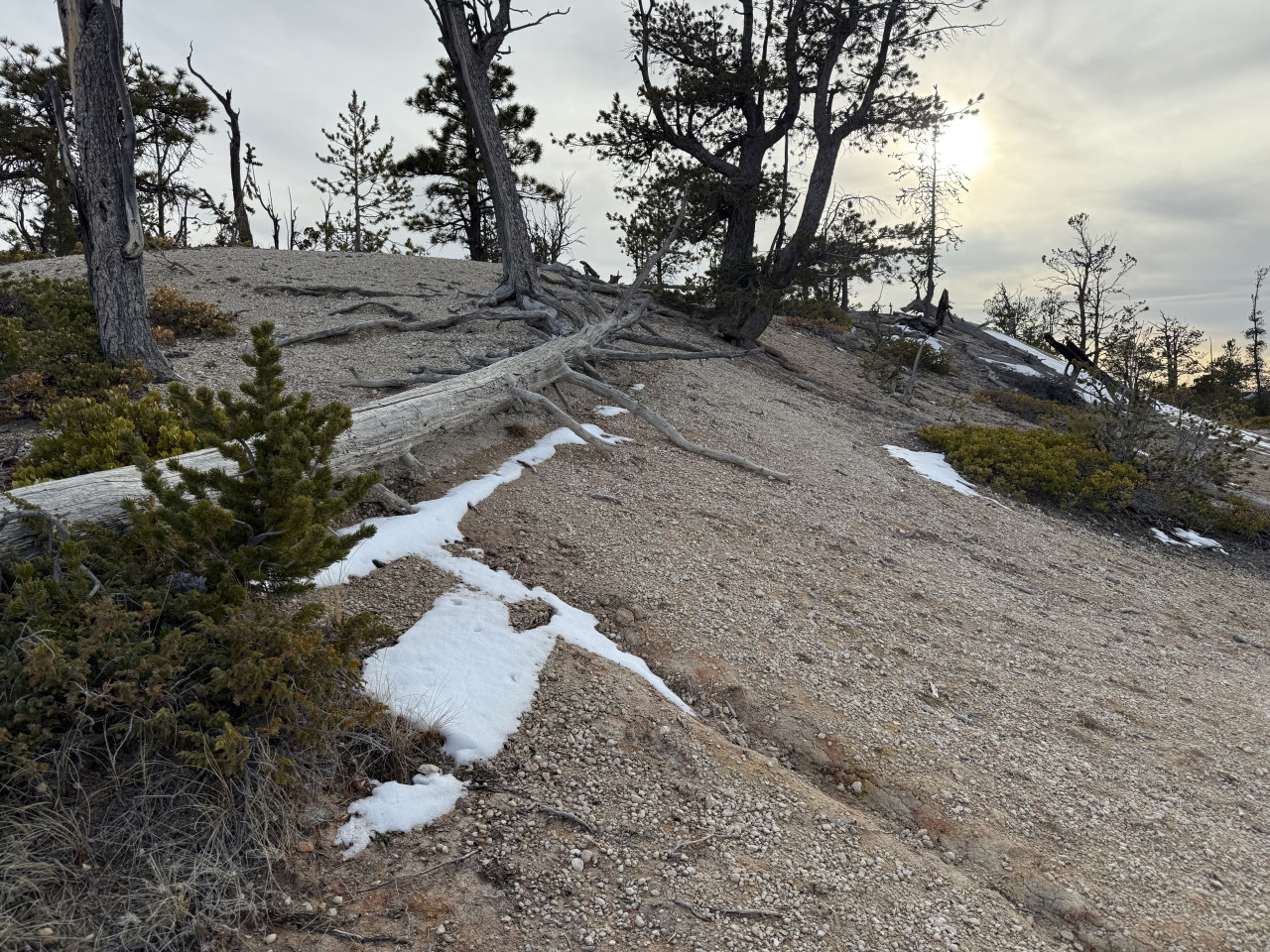 Písčitý svah s kořeny borovic a zbytky sněhu při západu slunce