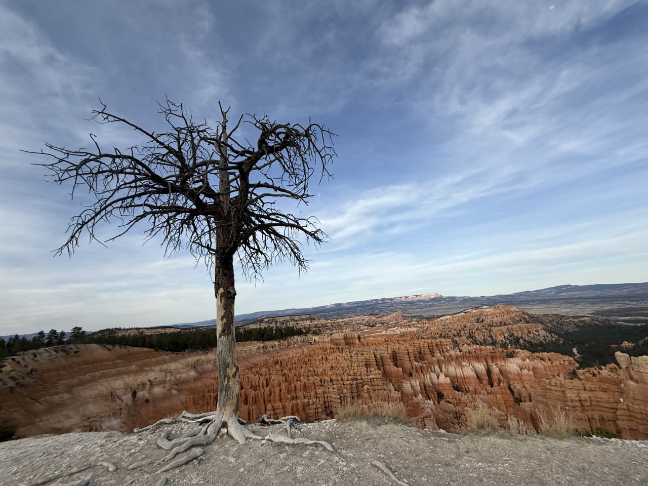Osamělý suchý strom na okraji vyhlídky, pod ním červené skalní věže