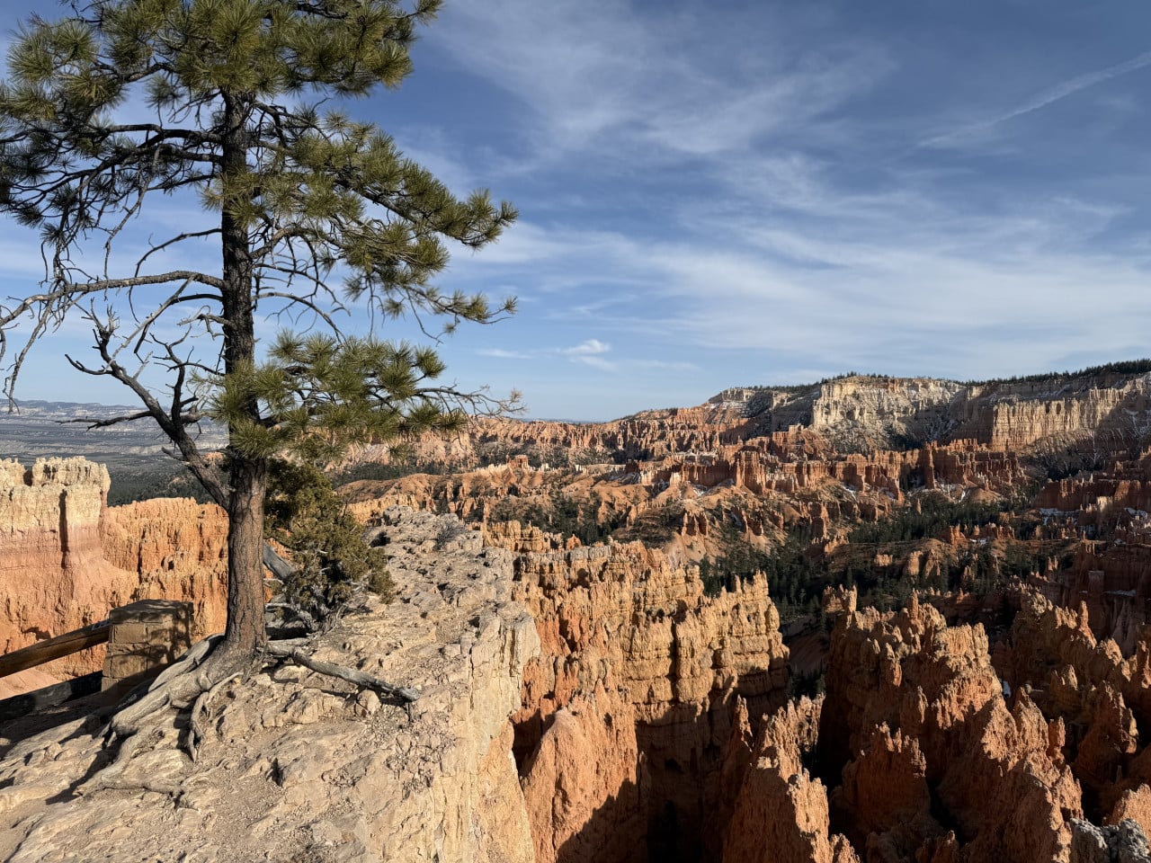 Borovice na okraji útesu, výhled na oranžové hoodoos v Bryce Canyonu.