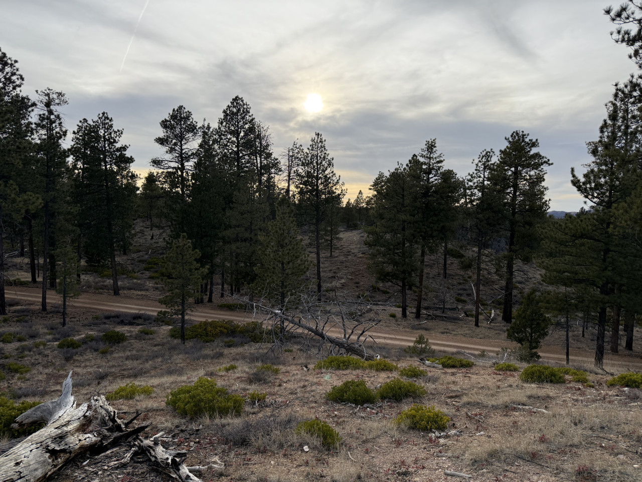 Borovicový les u Bryce Canyonu, prašná cesta a slunce za mraky.