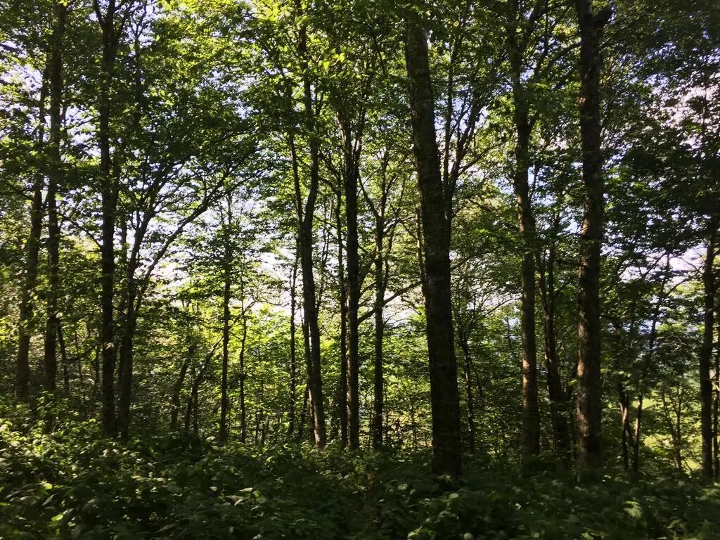 Hustý listnatý les s vysokými kmeny, zeleným podrostem a prosvítajícím sluncem