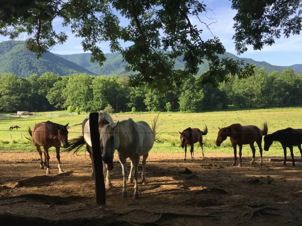 Koně na pastvině v Cades Cove, v pozadí zelené hory Smoky Mountains