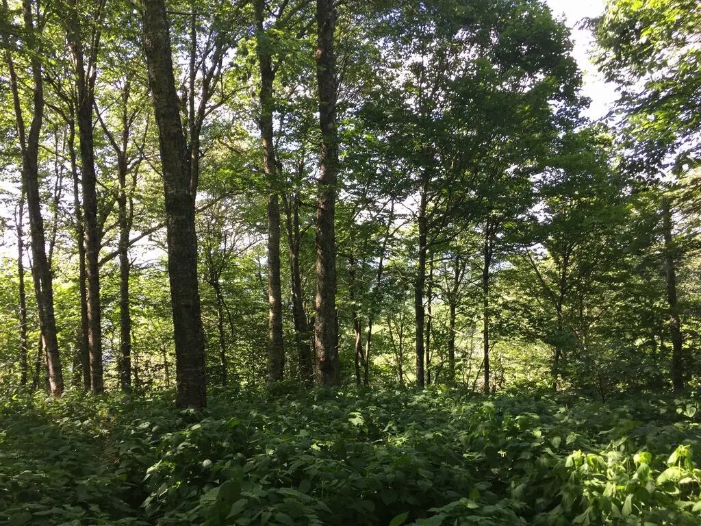 Hustý les v Smoky Mountains se sluncem prosvítajícím mezi vysokými stromy