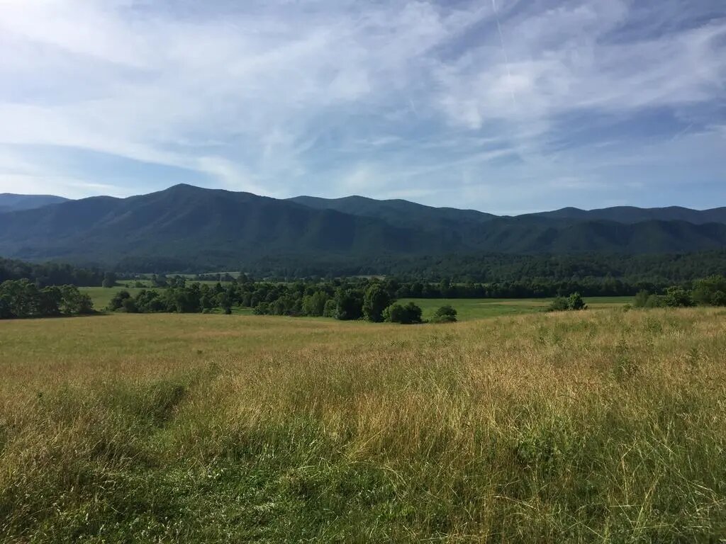 Travnatá louka v Cades Cove, stromové remízky a hory Smoky Mountains v pozadí