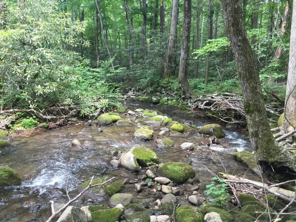 Lesní potok s mechem porostlými balvany a stromy v Smoky Mountains