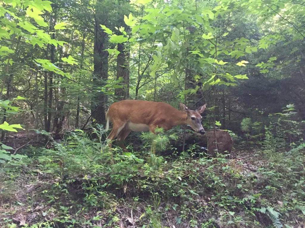 cades-cove_smooky-mountains-usa10