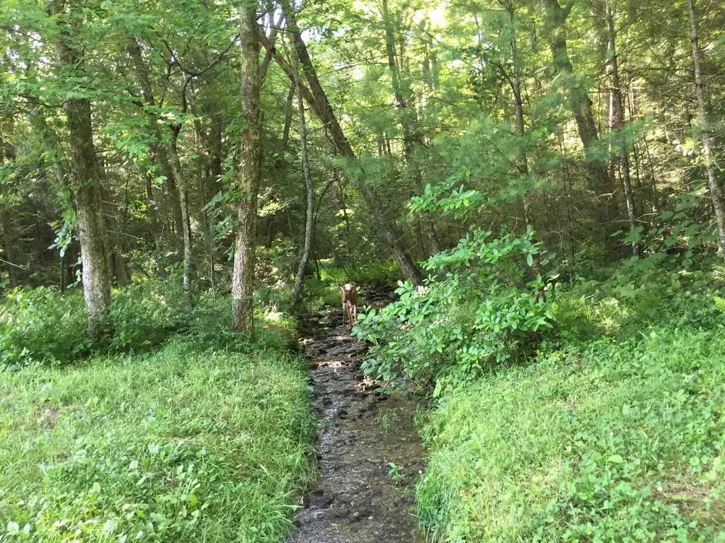 cades-cove_smooky-mountains-usa11