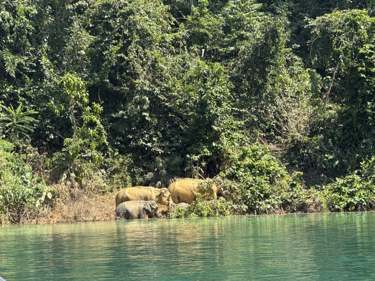 Tři divocí sloni u břehu smaragdového jezera, za nimi hustá džungle