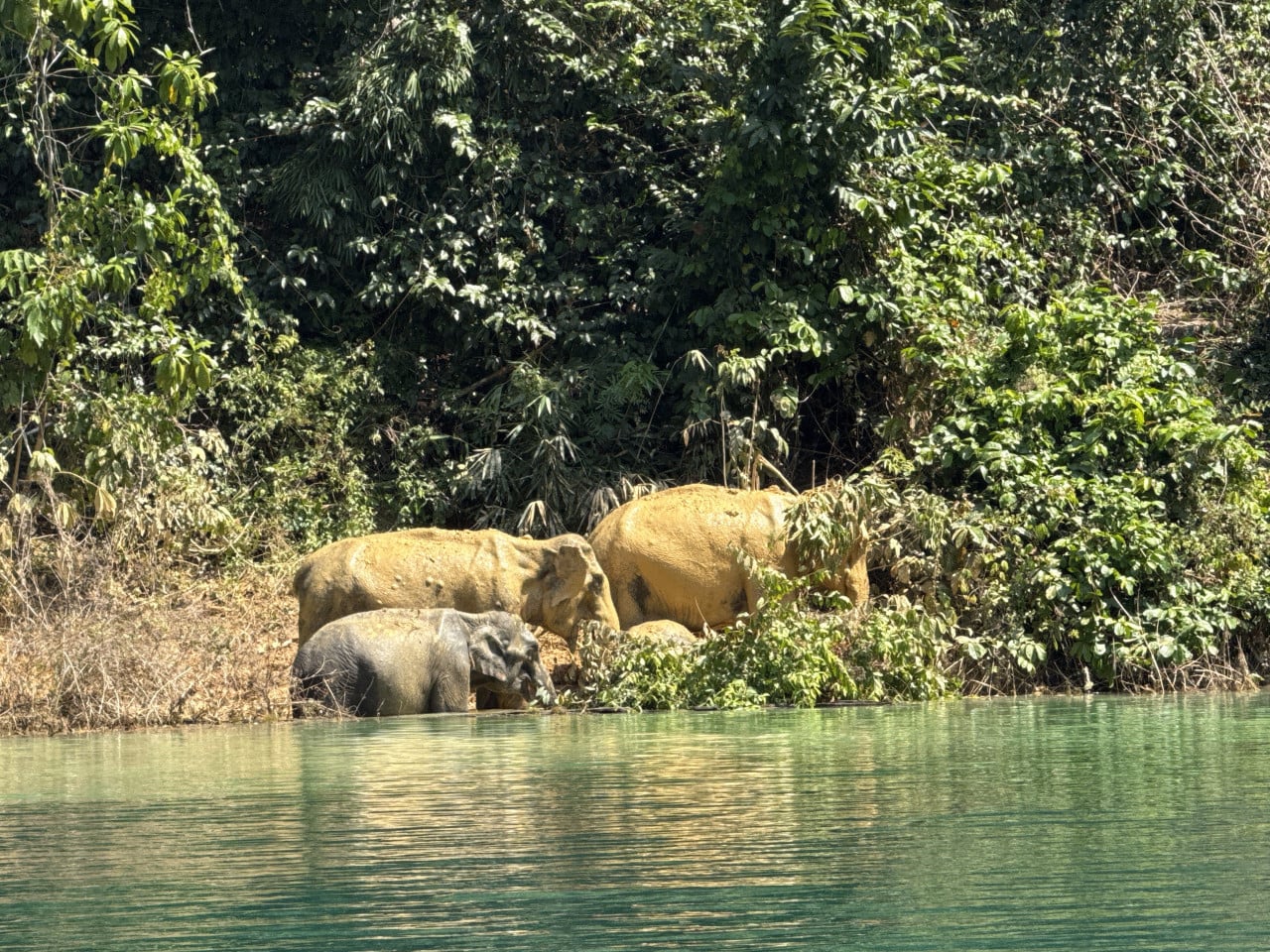 Tři divocí sloni u břehu Cheow Lan Lake, jeden ve vodě