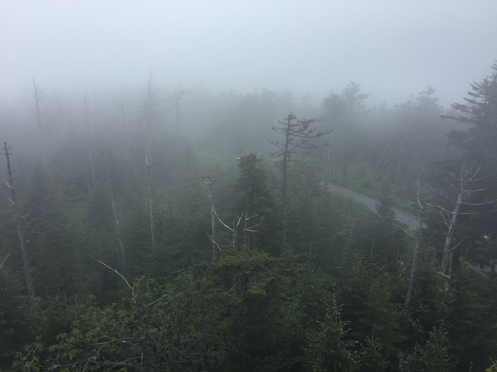 Mlhavý les v Smoky Mountains, mezi stromy se vine úzká silnice.