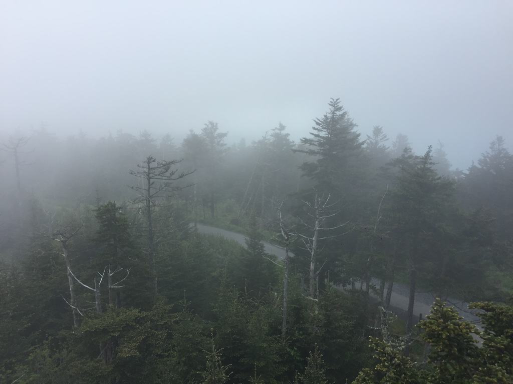 Mlhavý les ve Smoky Mountains, mezi stromy se vine silnice v zatáčce