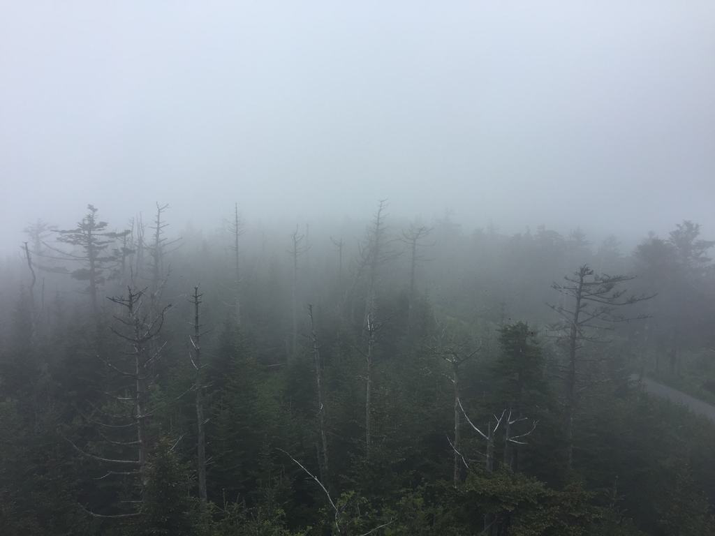 Mlhavý horský les s uschlými kmeny a smrky mizícími v oparu