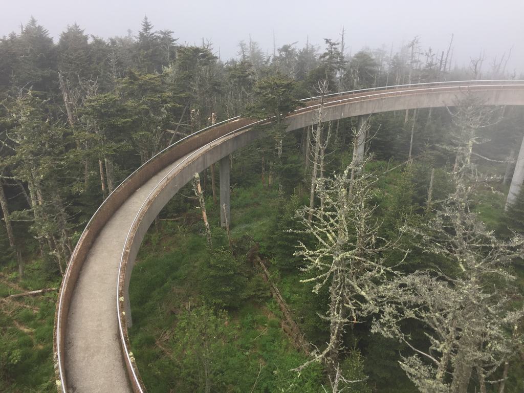 Zakřivená betonová rampa vyhlídkové věže Clingmans Dome v mlze nad lesem