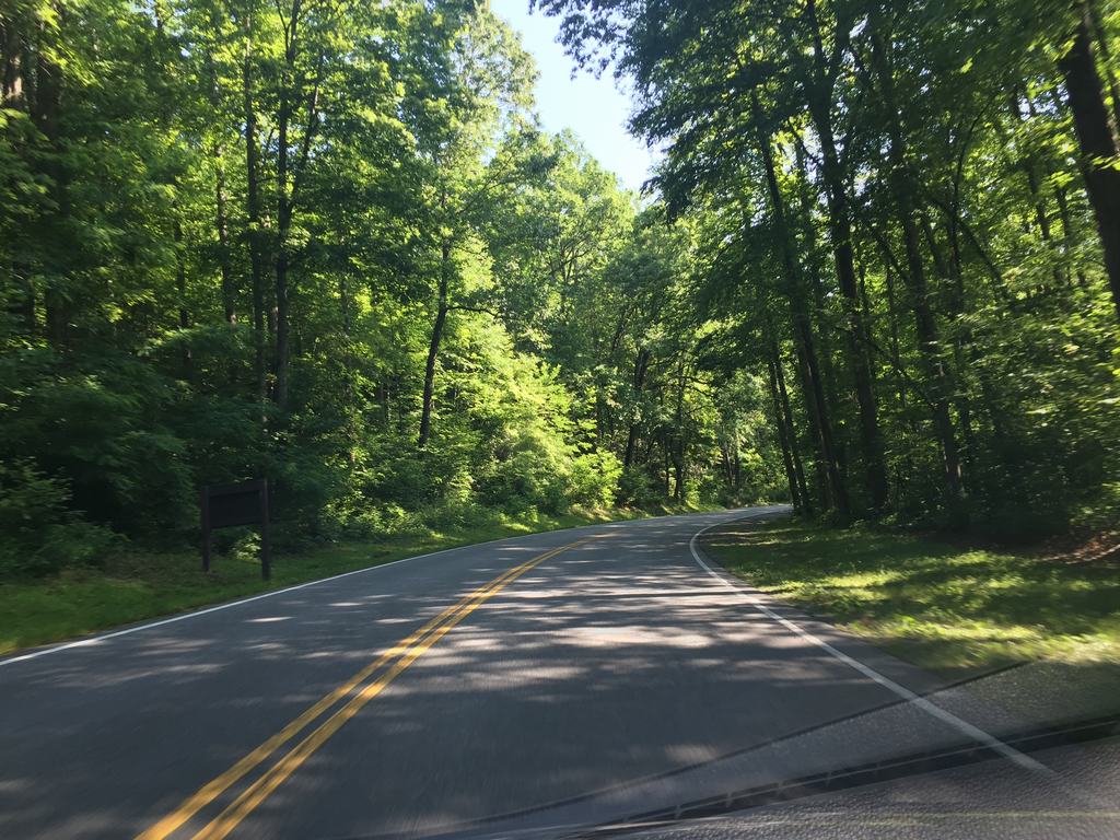 Klidná lesní silnice zatáčející vpravo, pohled z auta pod zelenými stromy