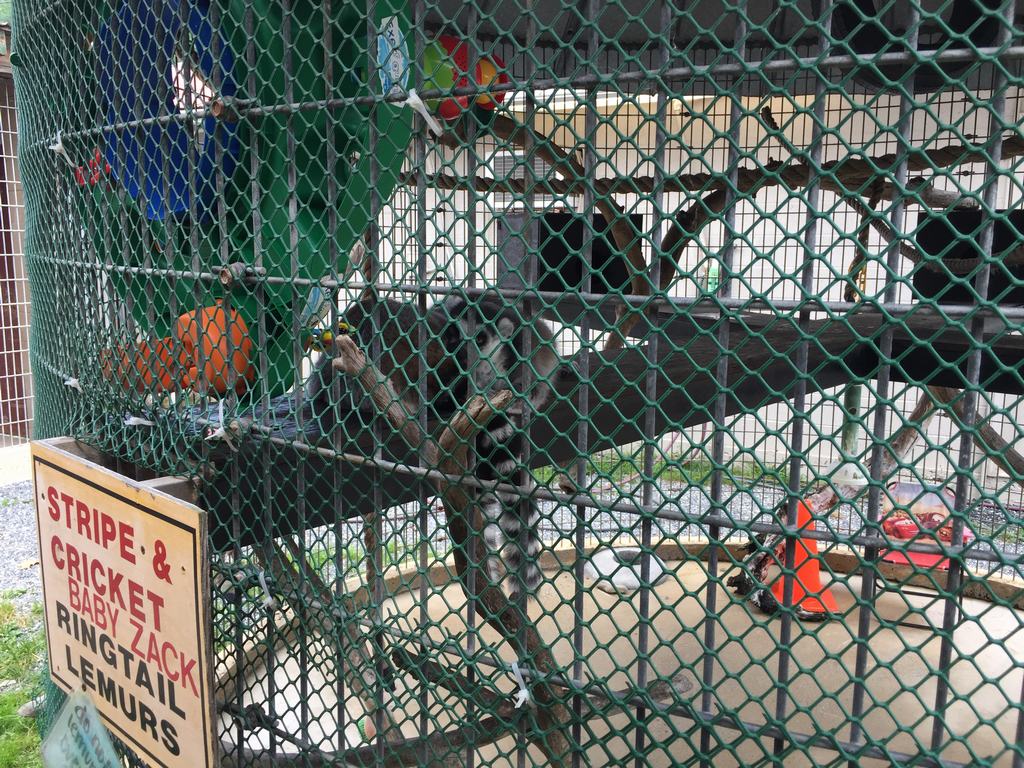 Lemur kata v kleci za pletivem, cedule STRIPE & CRICKET BABY ZACK RINGTAIL LEMURS.