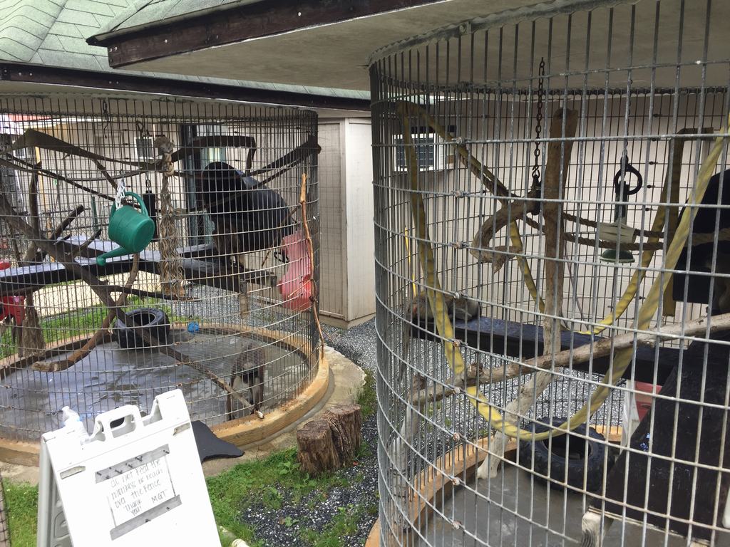 Dvě kruhové klece s černými medvědy, vpředu cedule s nečitelným textem.