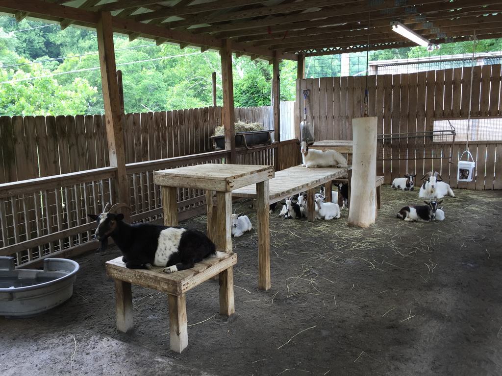 Kozy odpočívají ve dřevěném přístřešku, kolem stůl, seno a napáječka.