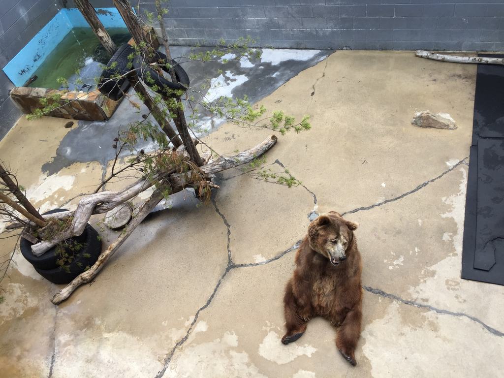 Hnědý medvěd sedí na betonové podlaze ve výběhu s kládami a pneumatikami