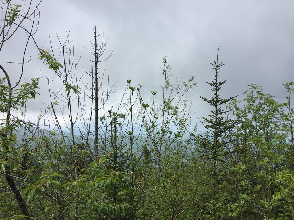 Keře a mladé stromy na vyhlídce, v pozadí mlhavé hory Smoky Mountains
