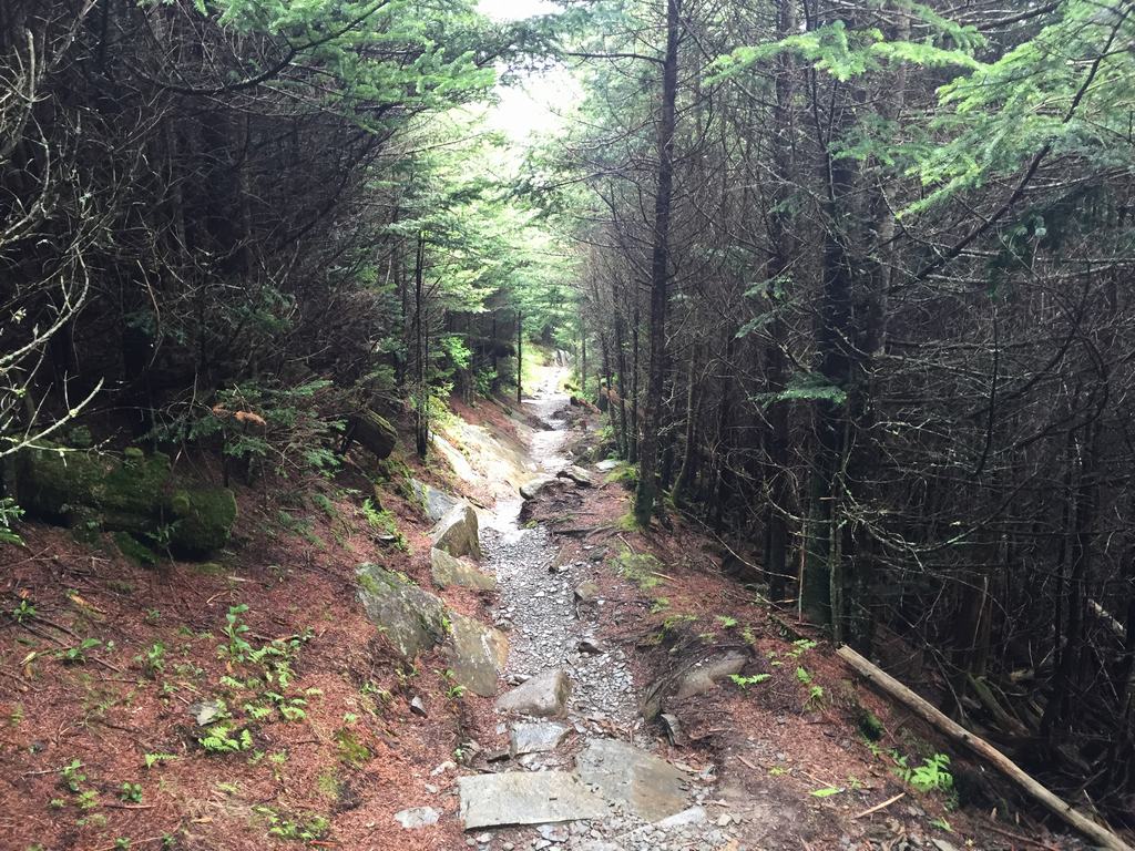 Kamenitá turistická stezka lesem, mezi smrky a mechem, mírně stoupá