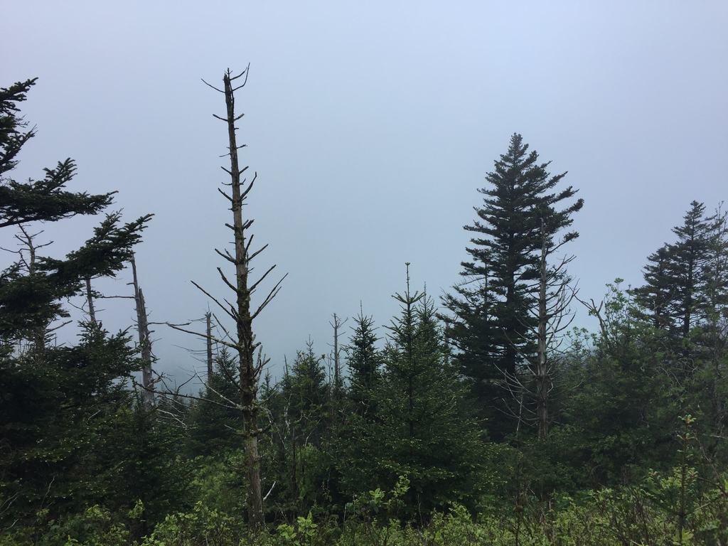 Jehličnatý les na Clingmans Dome, mlha zakrývá vzdálené hřebeny hor