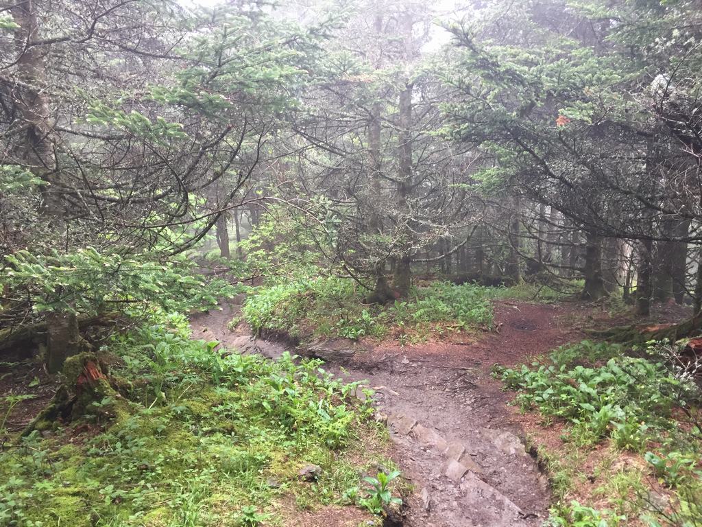 Mlhavý les se smrky a rozbahněná turistická stezka v Smoky Mountains