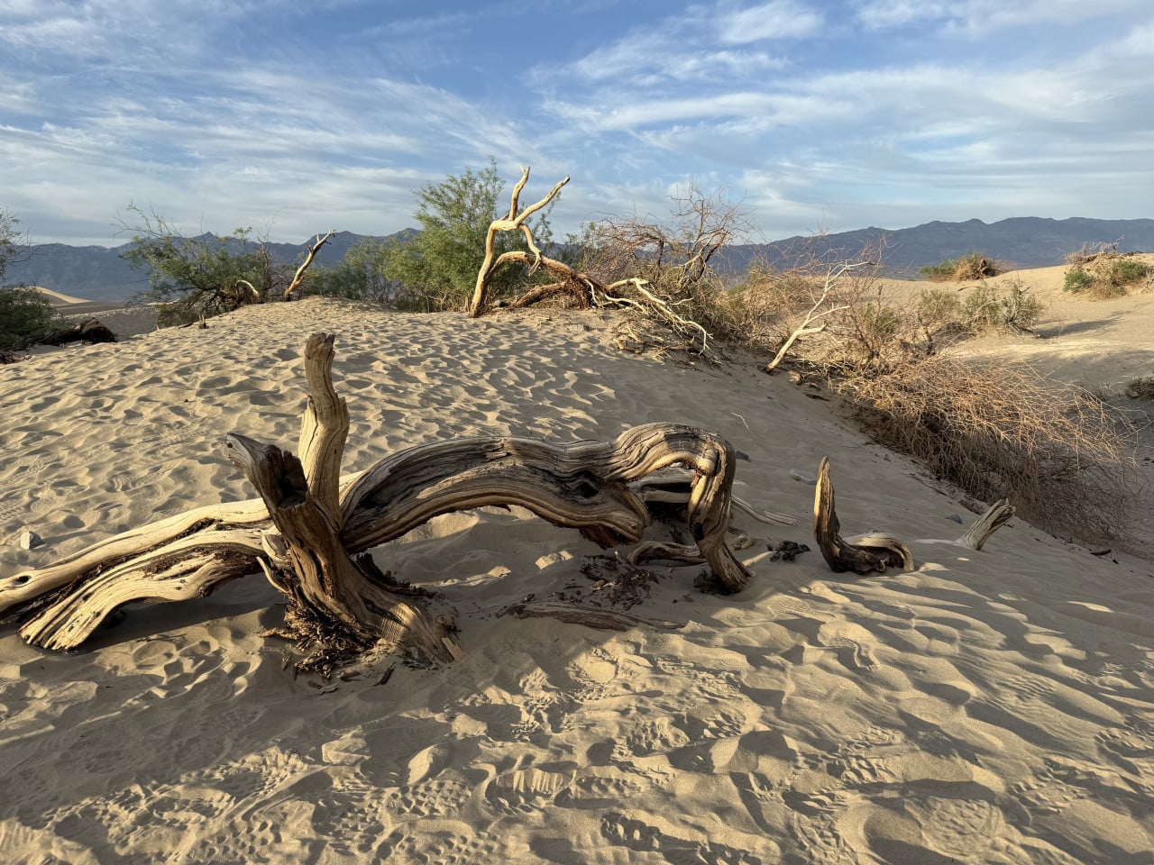 Pouštní duny s vyvrácenými kmeny a horským horizontem pod modrou oblohou