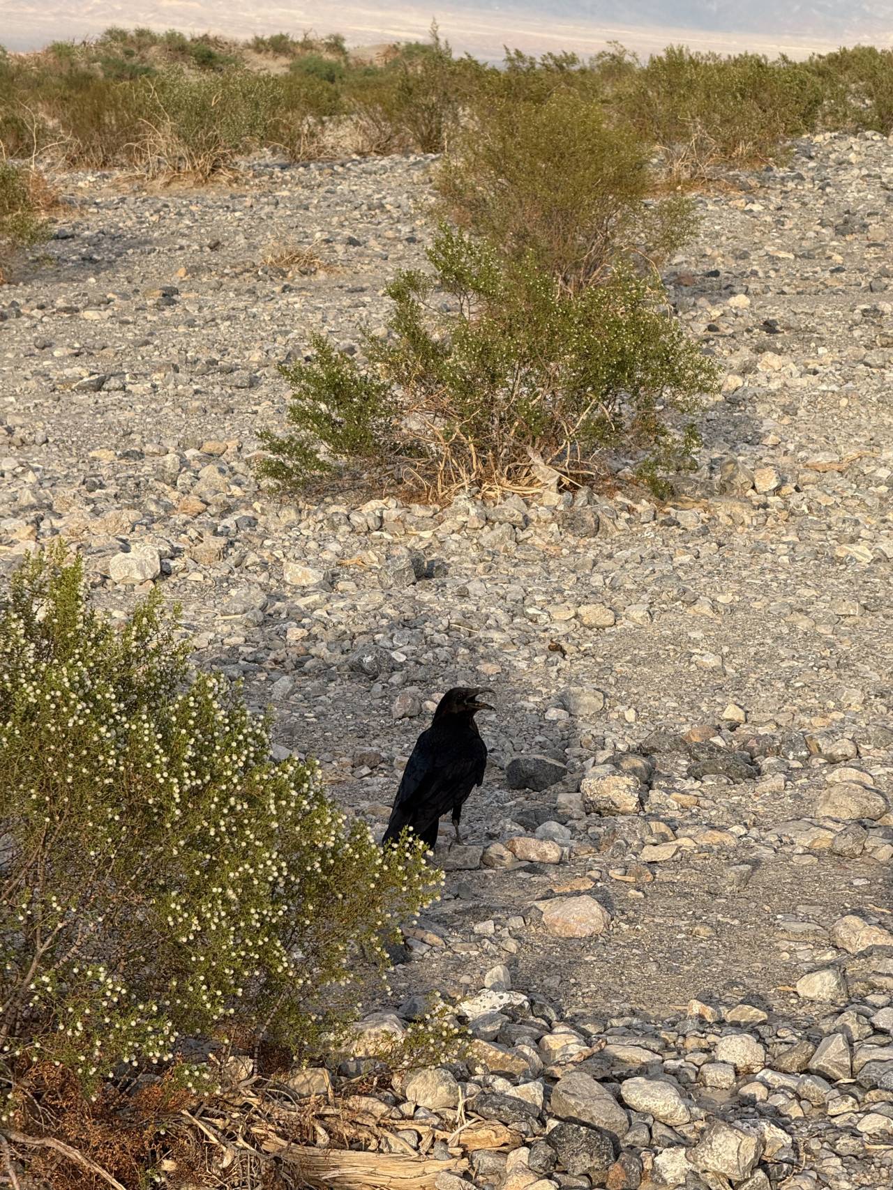 Černý havran na kamenité poušti mezi nízkými keři v Death Valley