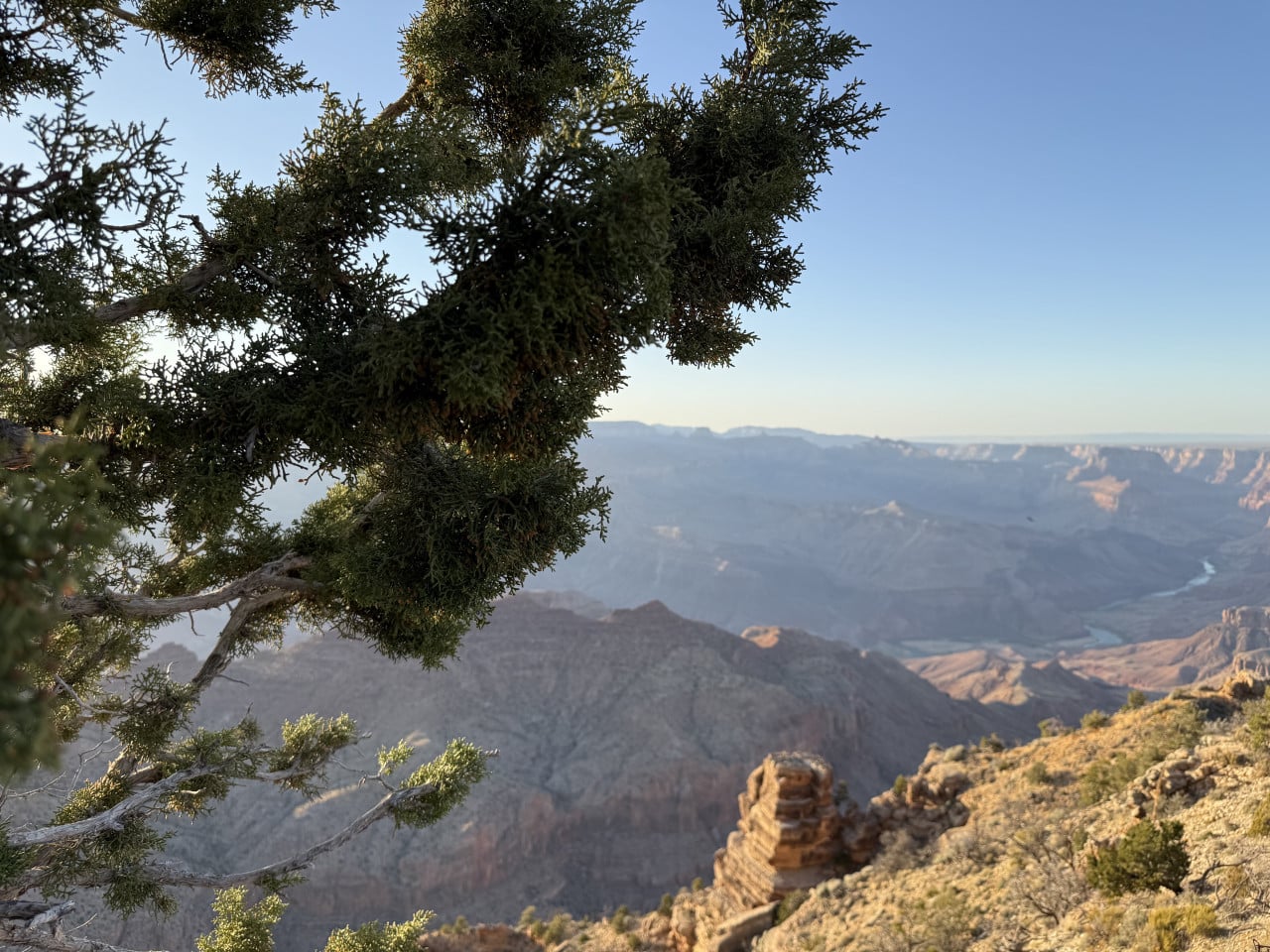 Výhled na Grand Canyon přes větve stromu za slunečného dne