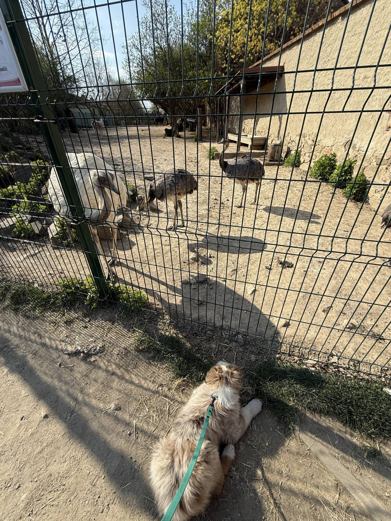 Pes na vodítku sleduje pštrosy za plotem v zoo.