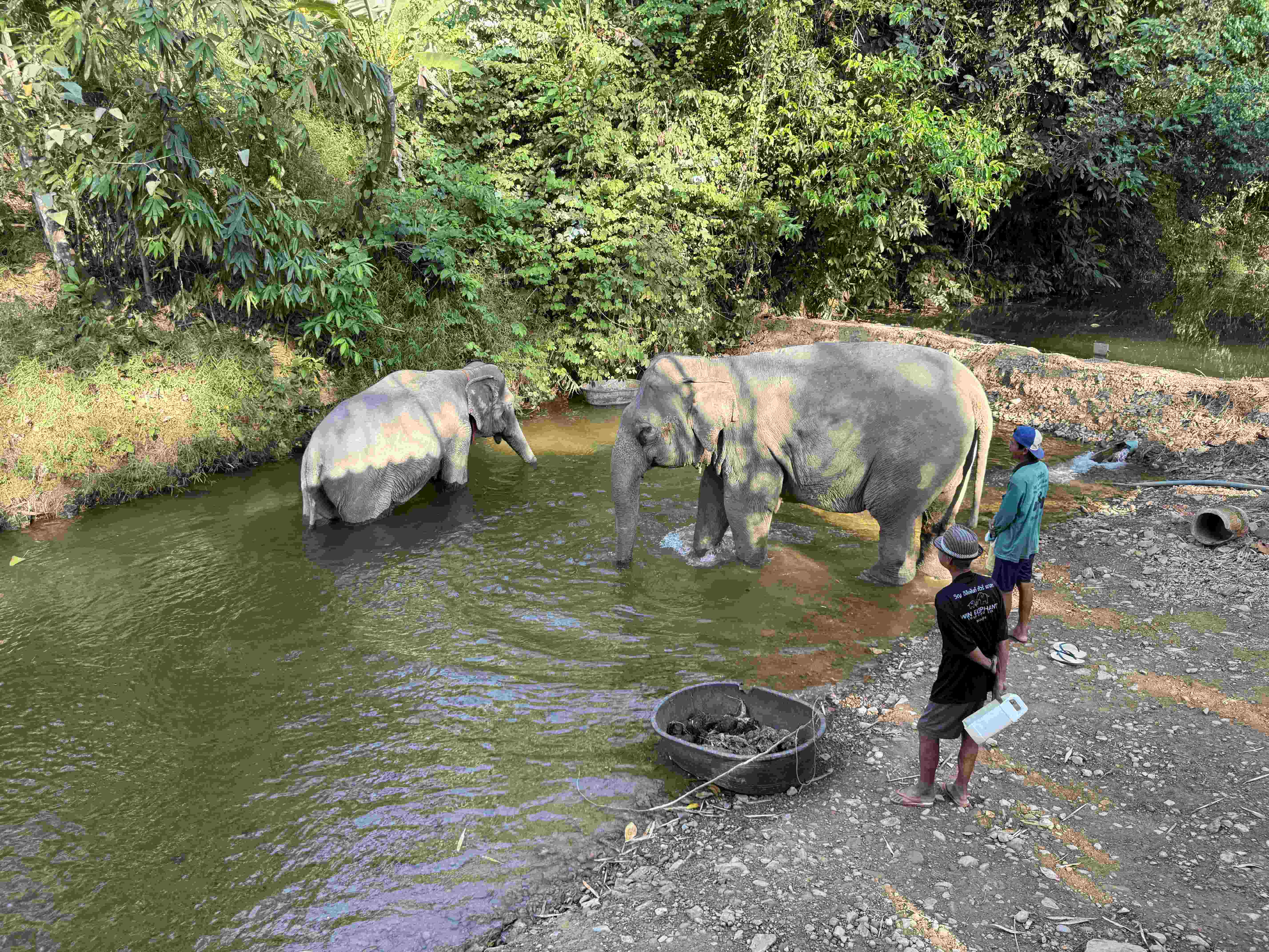 Dva sloni se koupou v řece, dva ošetřovatelé stojí na břehu.