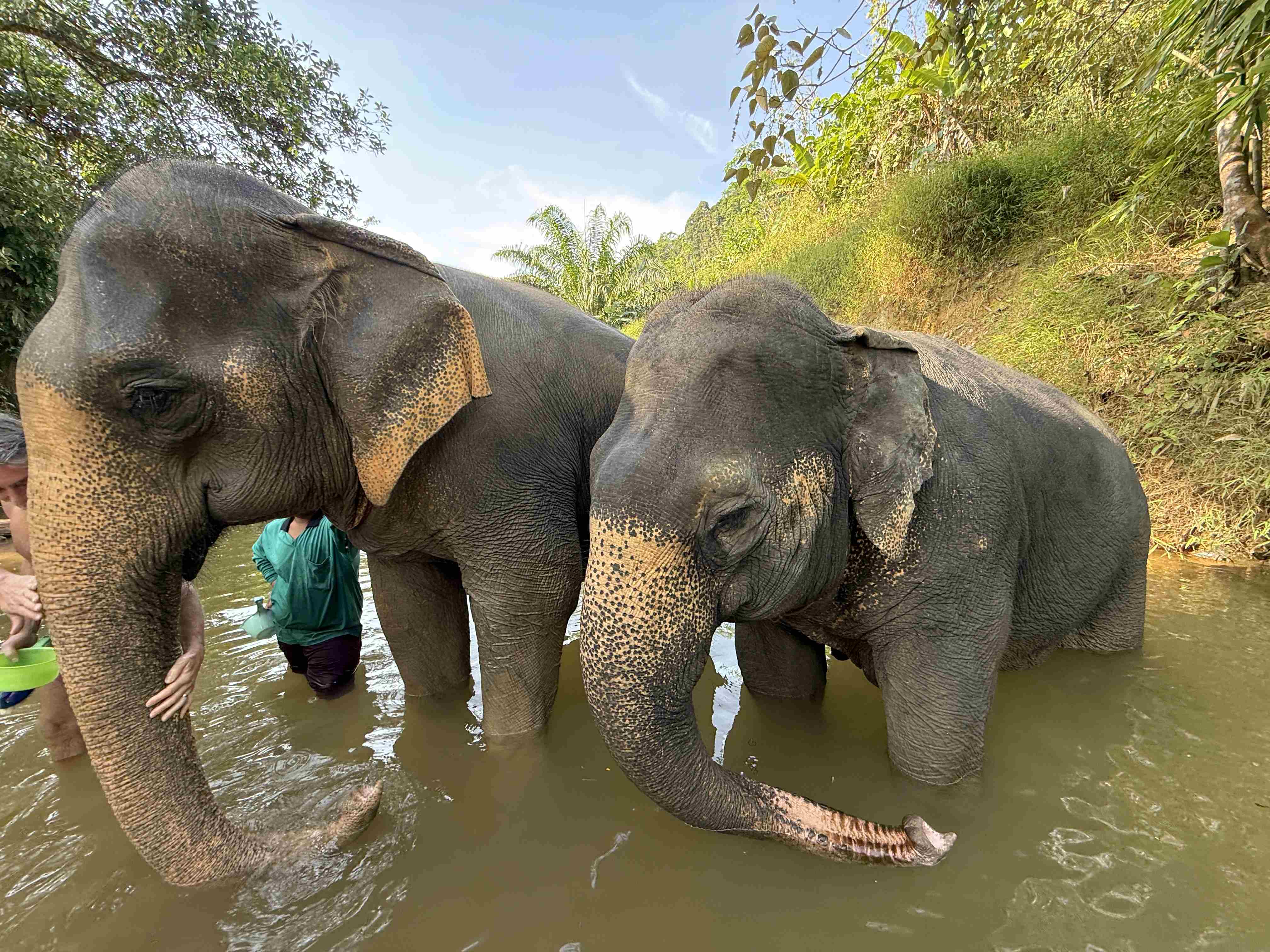 Dva sloni stojí v řece, lidé je koupou v Khao Sok