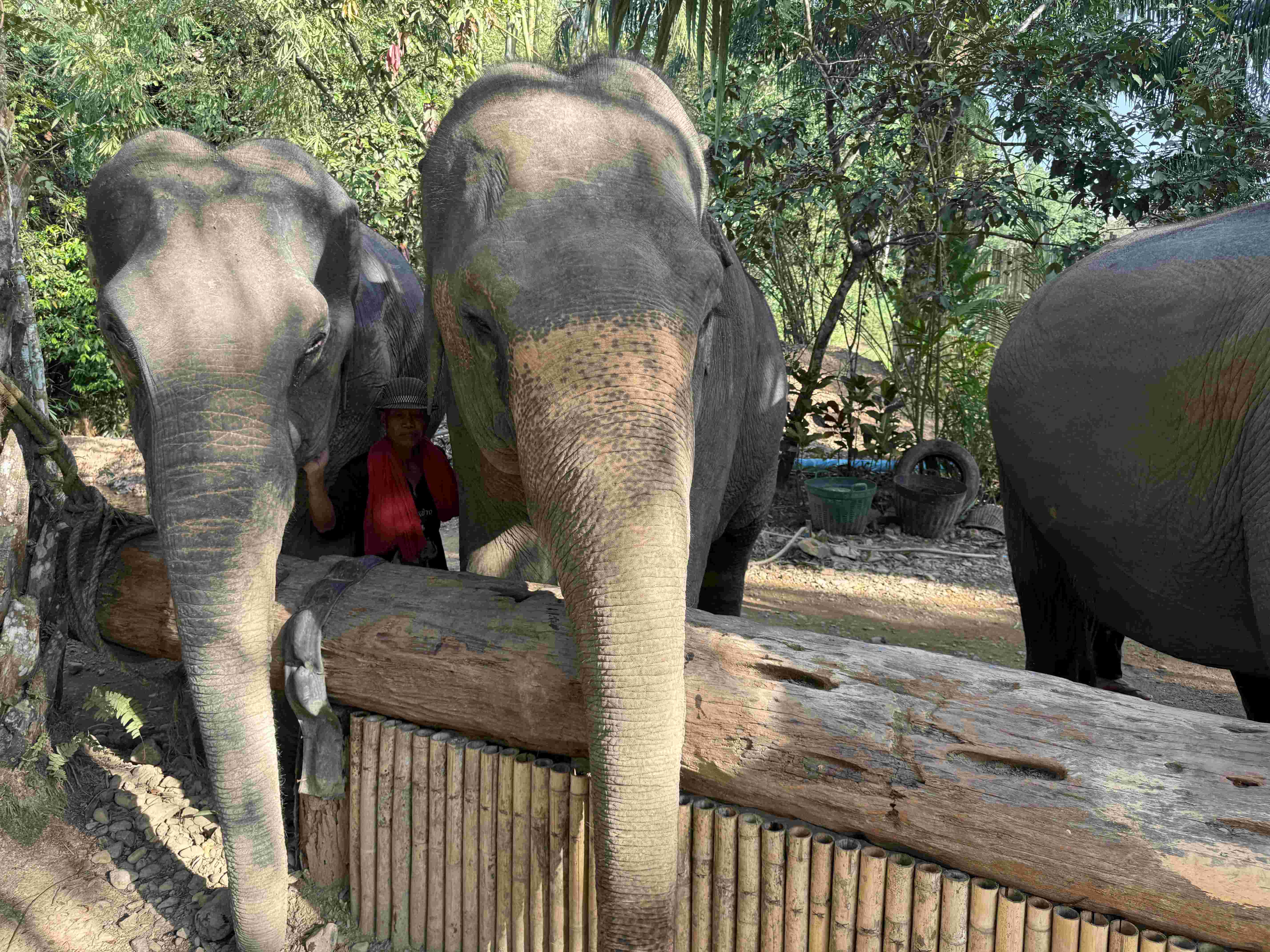 Dva sloni u dřevěné ohrady, mezi nimi ošetřovatel; třetí slon vpravo.