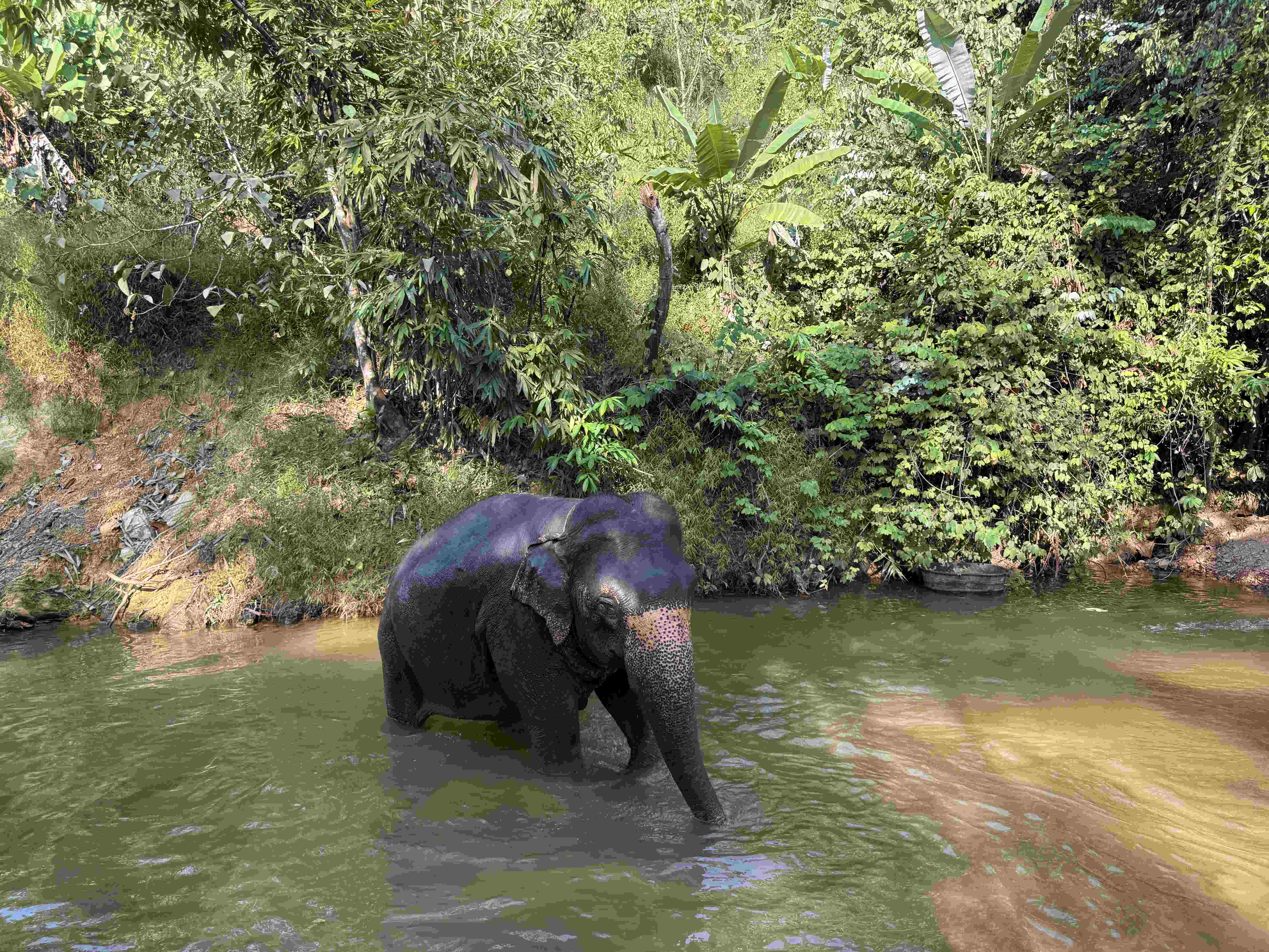 Slon stojí v mělké řece u břehu s hustou džunglí.