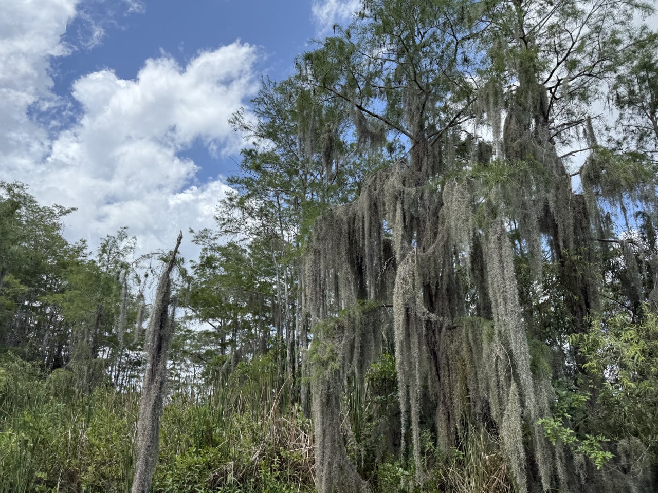 Bahenní porost Everglades s cypřiši ověšenými španělským mechem pod modrou oblohou