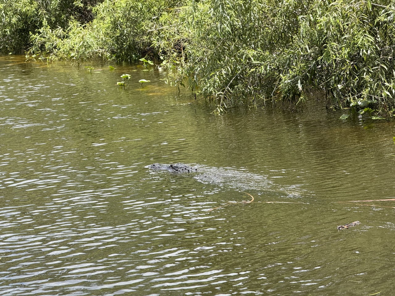 Aligátor plave v klidné zelené vodě mezi mangrovy v Everglades.