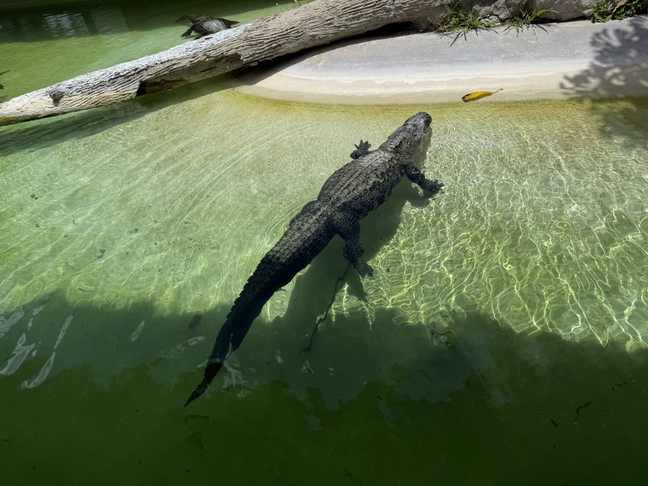 Aligátor plave v zelené vodě u padlého kmene v Everglades.