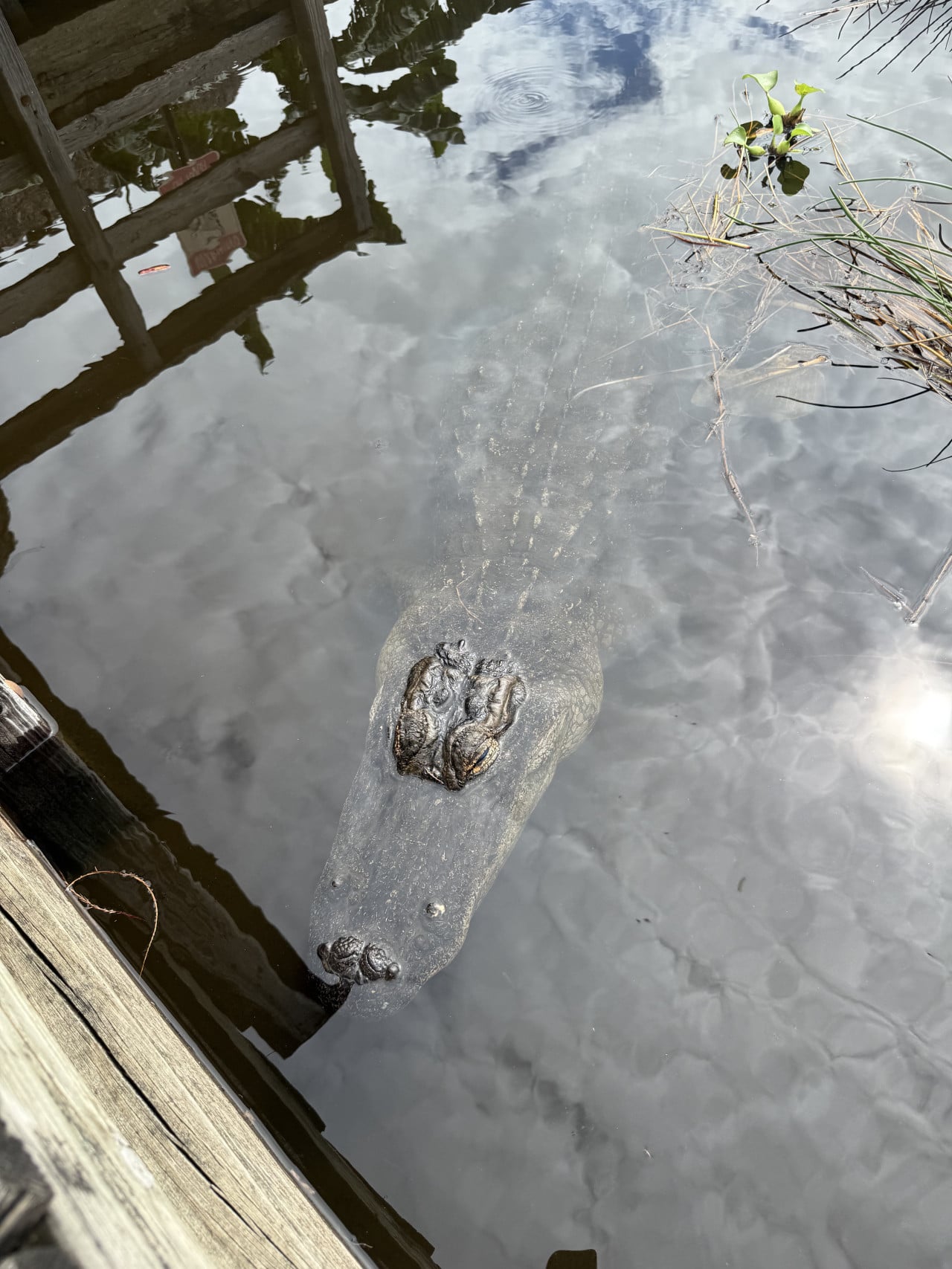 Aligátor plave těsně pod hladinou u dřevěného mola v mokřadech Everglades