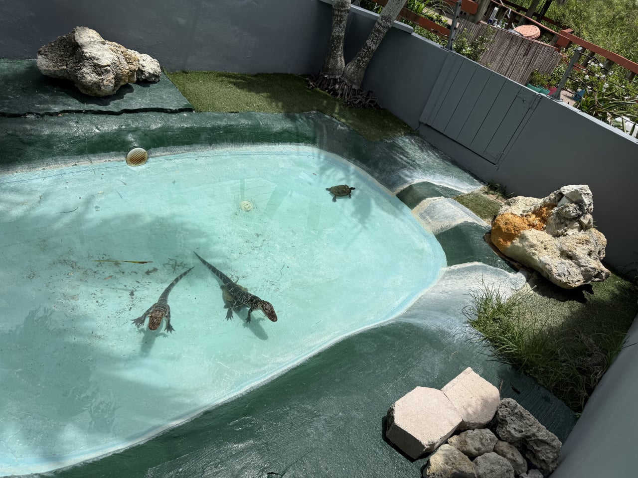 Dva malí aligátoři v tyrkysovém bazénu s kameny a umělou zelení.