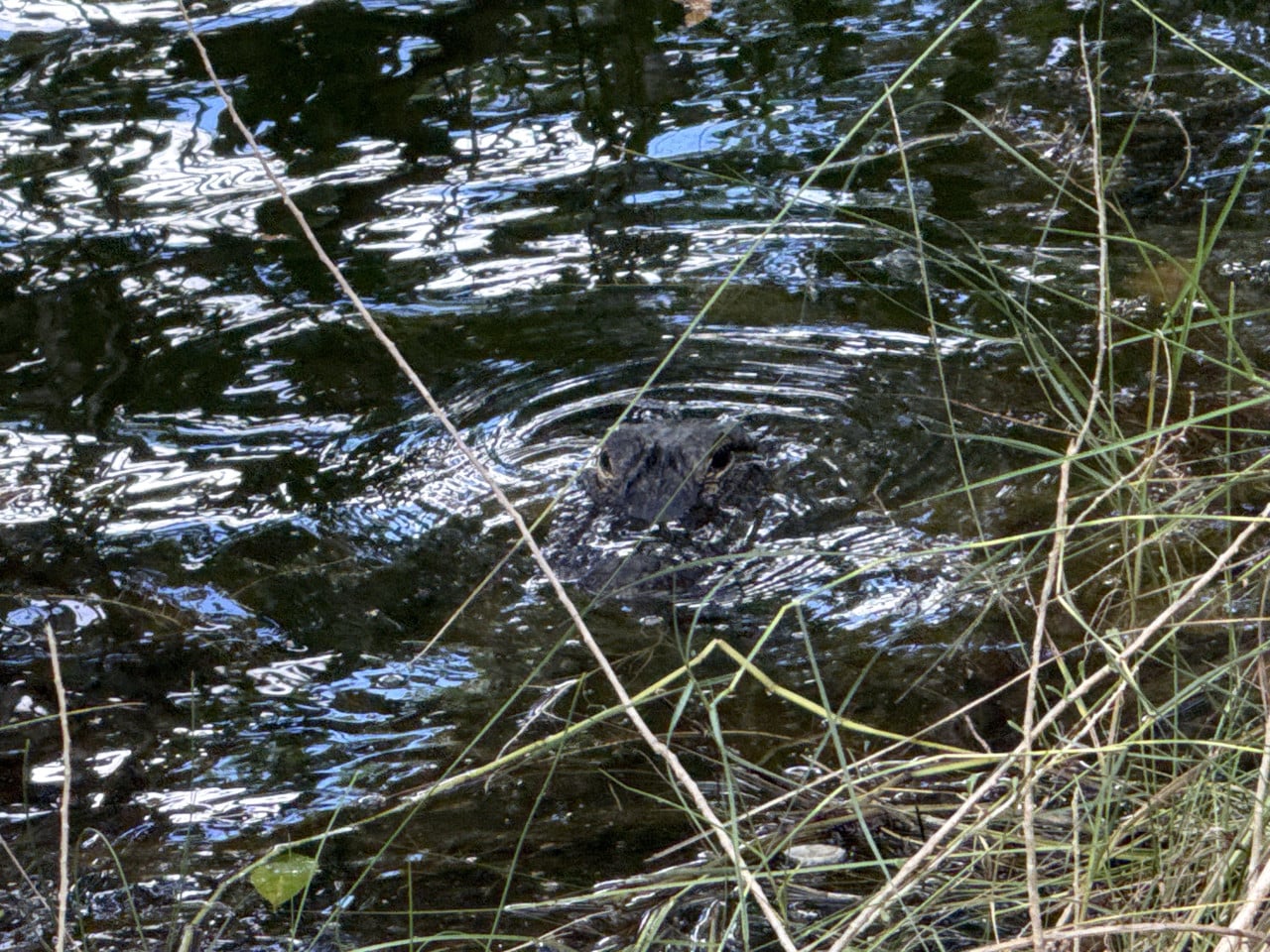 Aligátor částečně ponořený ve vodě mezi mokřadními trávami.
