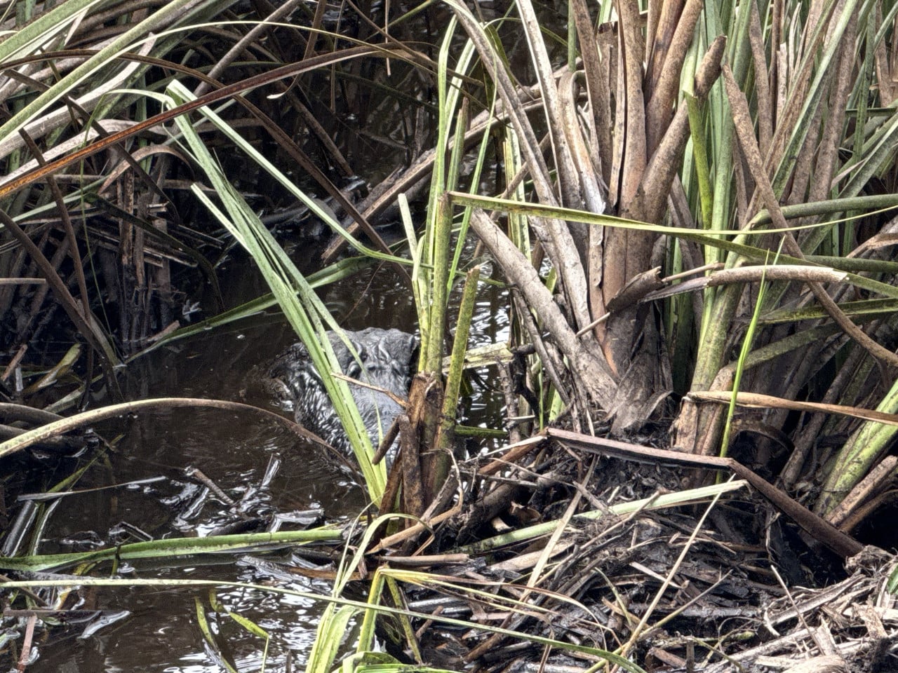Aligátor částečně skrytý v bahně mezi hustými mokřadními travami.