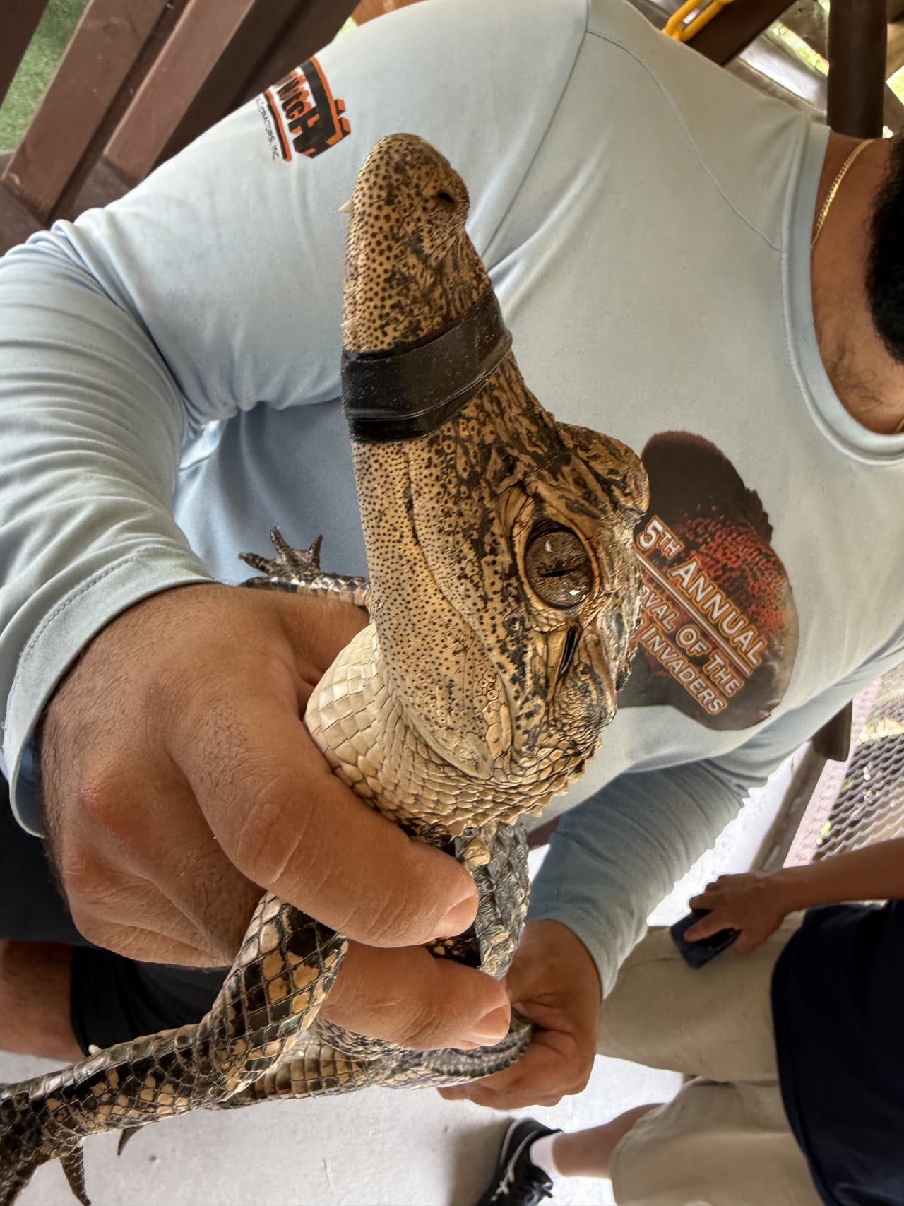 Muž drží mladého aligátora, na tričku nápis 5th Annual Festival of the Everglades.