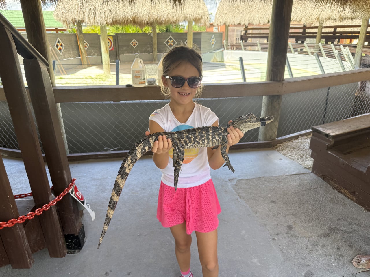 Dívka se slunečními brýlemi drží malého aligátora v Everglades.