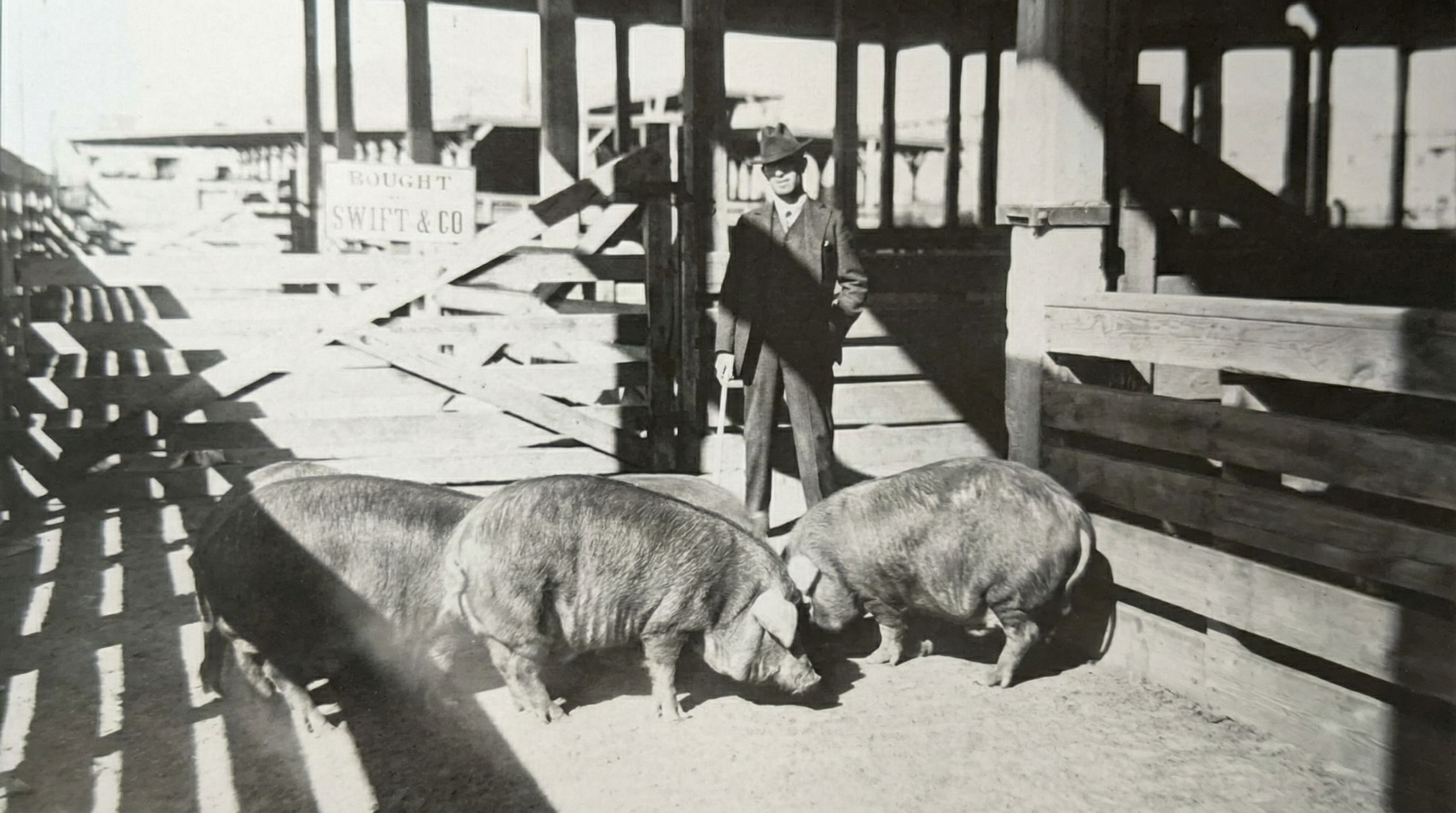Ohradu s pěti prasaty ve Fort Worth Stockyards.
