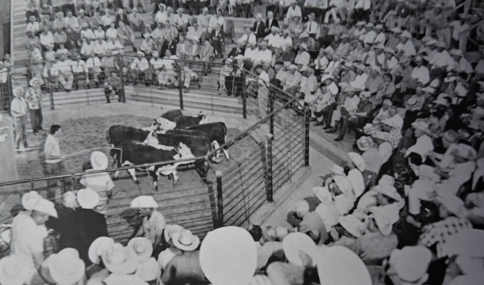 Aukční hala s pohodlným stadionovým sezením.