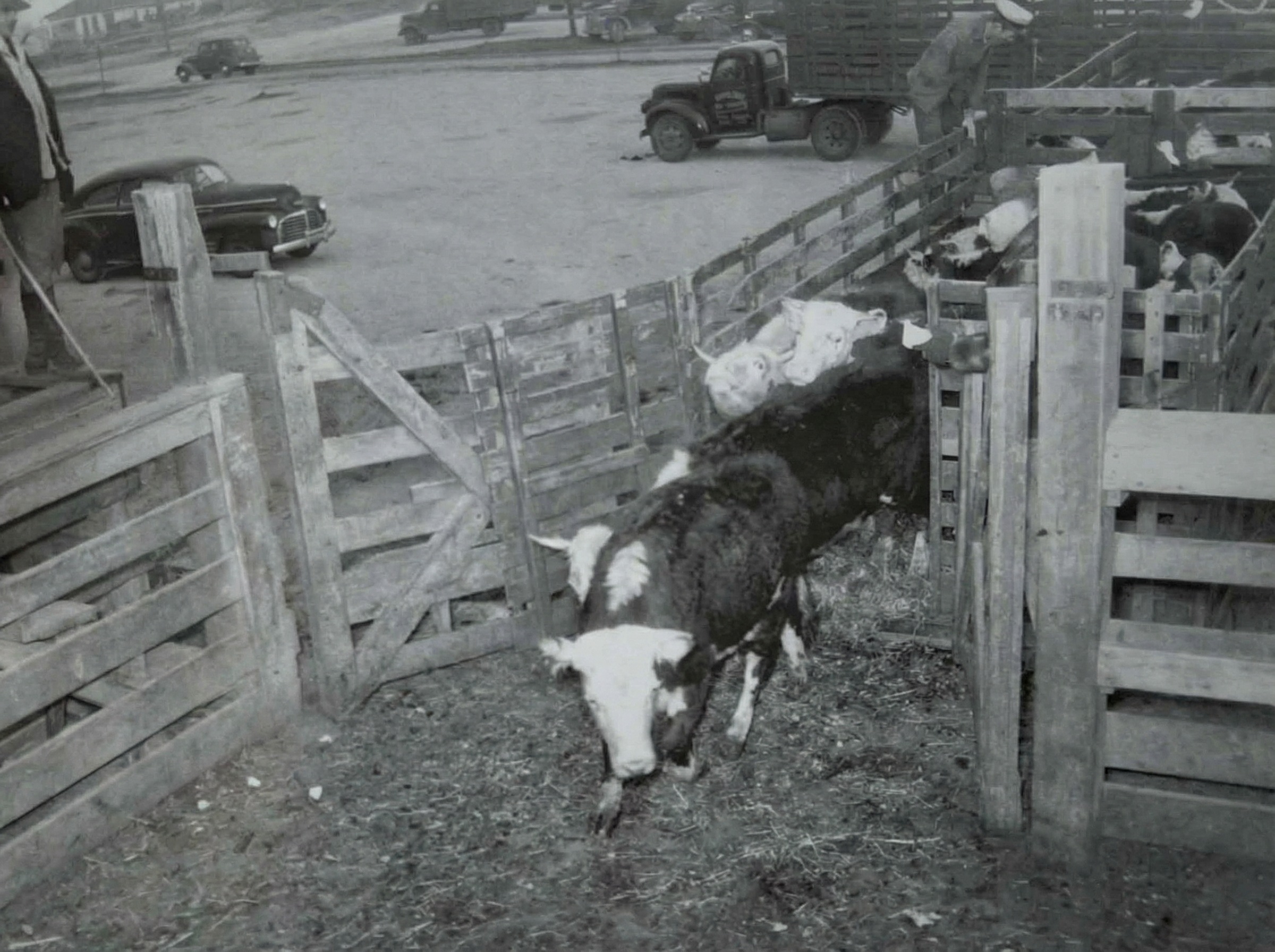 Skot plemene Hereford.