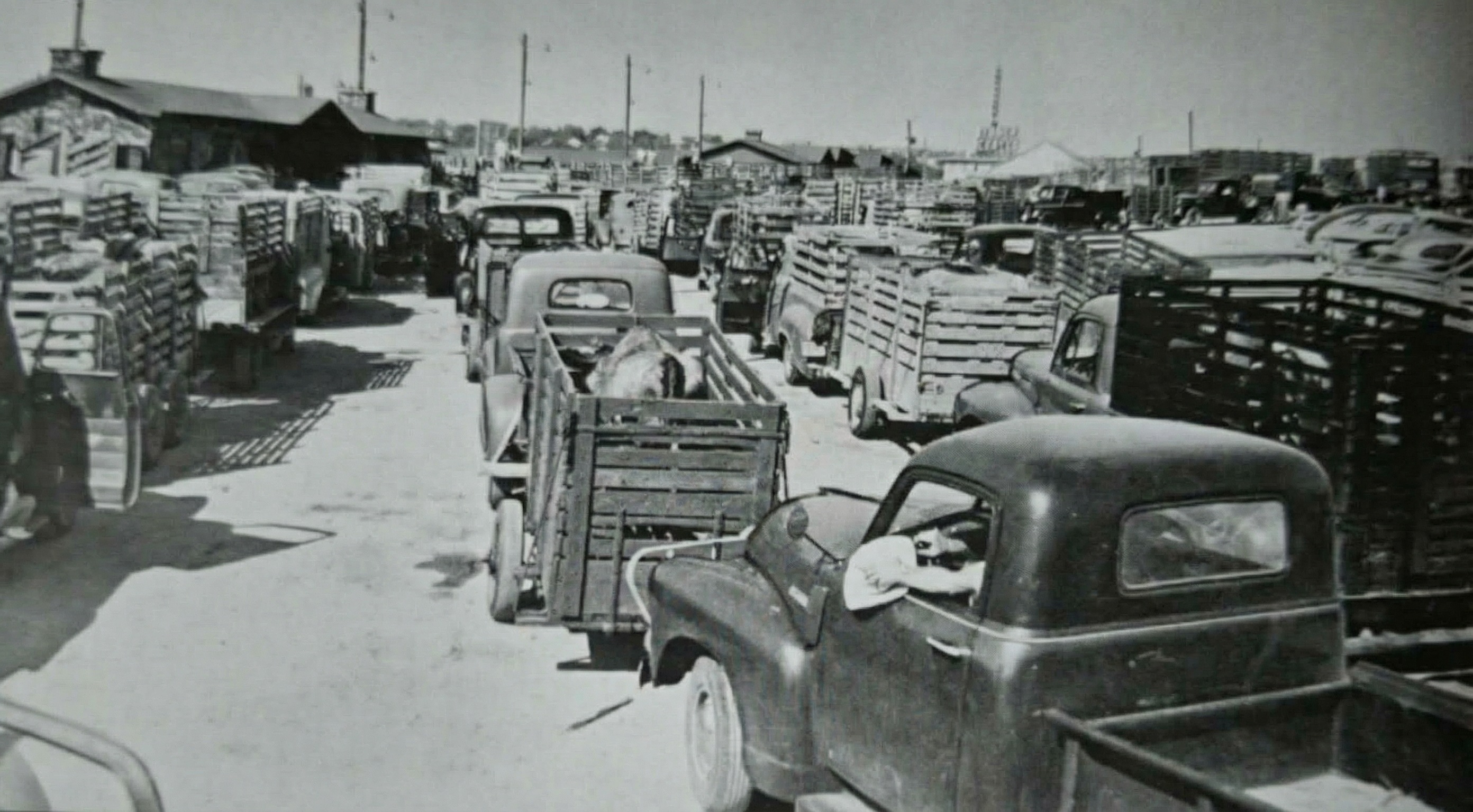 Zářijová vykládka skotu v jatkách Fort Worth 1951.