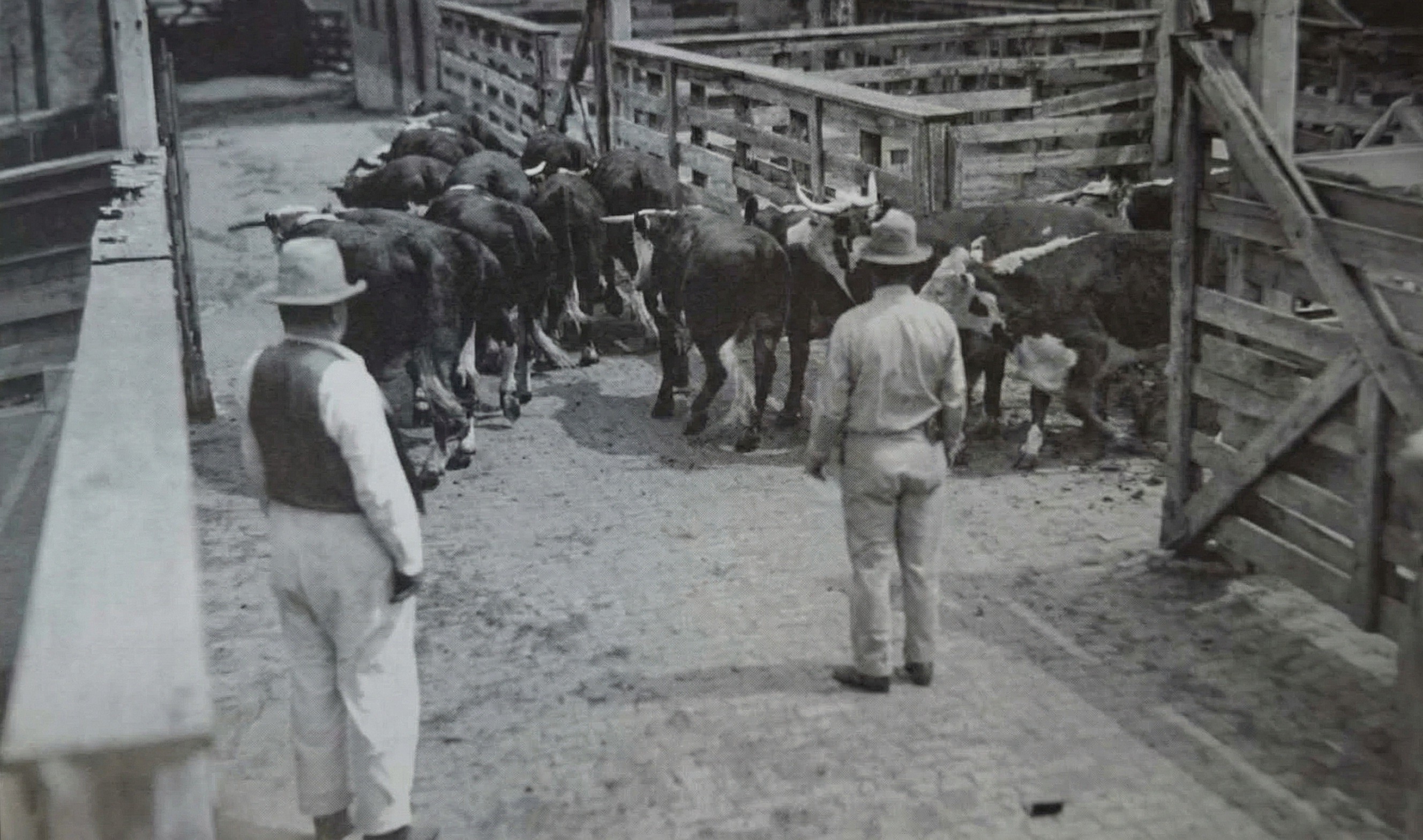Dobytek je hnán uličkou k váze.