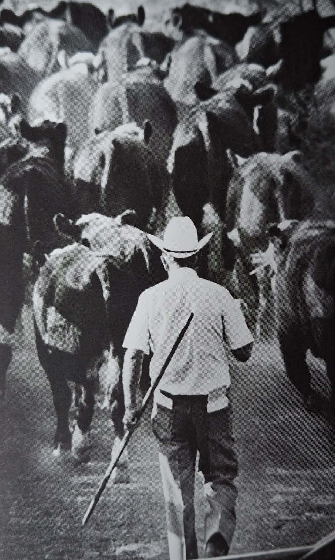 Leon Ralls žene dobytek na váhu.