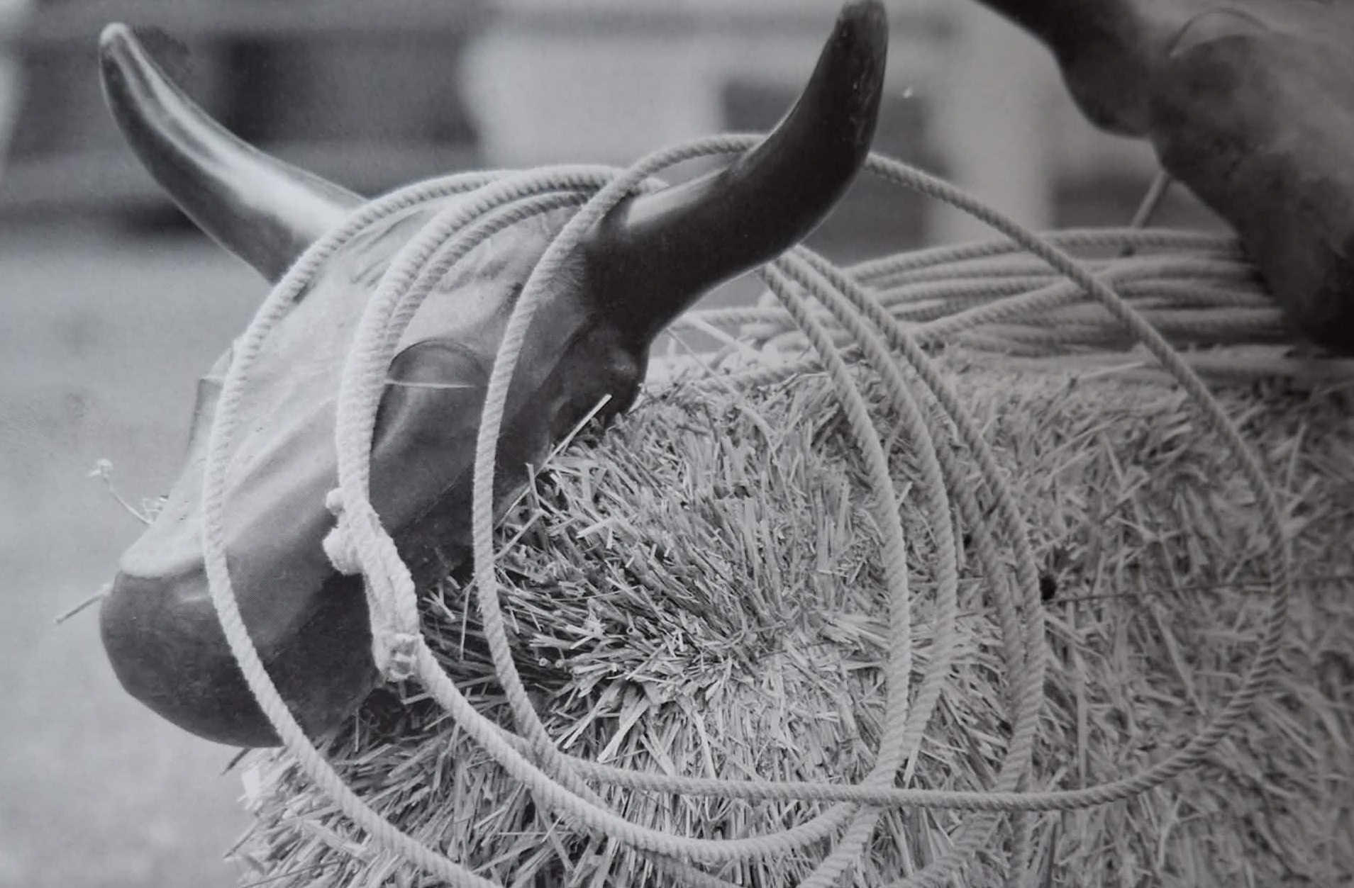 Atrapa býka na lasování.